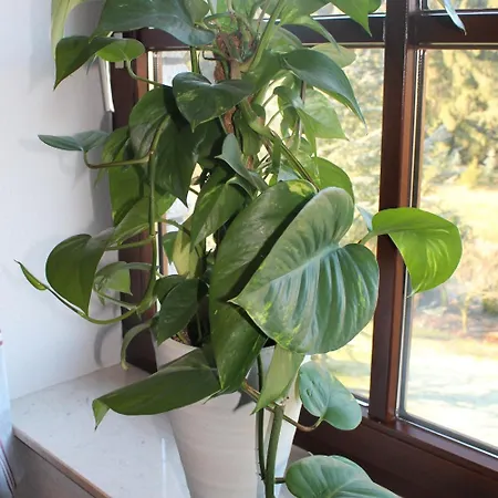 Гостевой дом Goeke Хёфельхоф