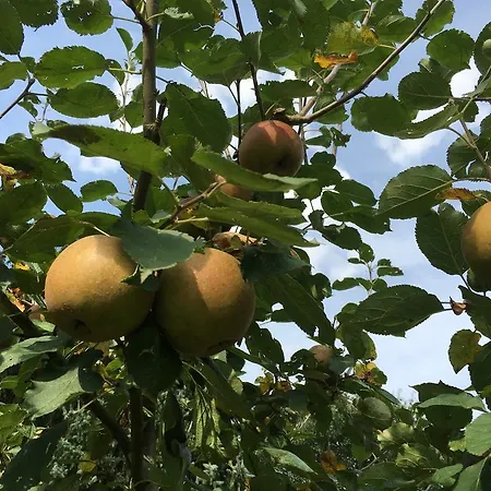 Гостевой дом Goeke 3*